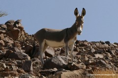 Equus africanus asinus