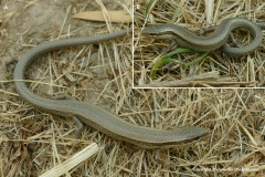 Ablepharus cf. pannonicus