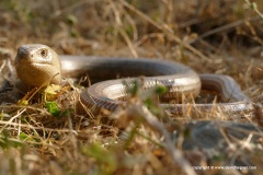 Pseudopus apodus