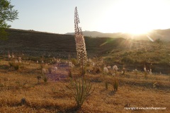 Zarafshan