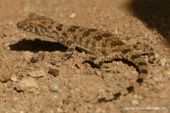 Tenuidactylus fedtschenkoi