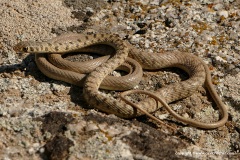Platyceps rhodorachis
