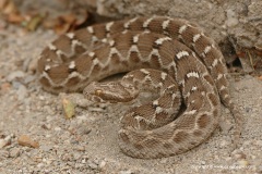 Echis multisquamatus