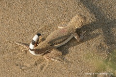 Phrynocephalus interscapularis