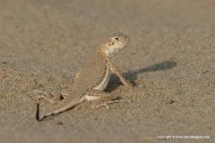 Phrynocephalus interscapularis