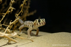 Teratoscincus scincus