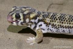 Teratoscincus scincus