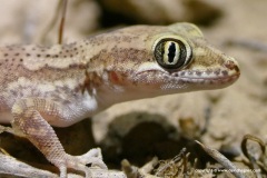 Crossobamon eversmanni