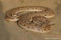 Eryx miliaris