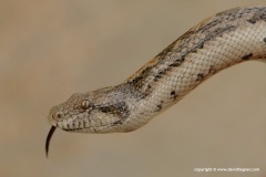 Eryx miliaris