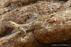 Paralaudakia lehmanni