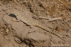 Trapelus sanguinolentus