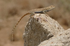 Trapelus sanguinolentus
