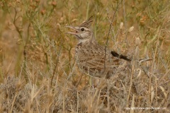 Galerida cristata