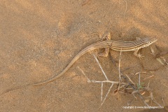 Eremias lineolata