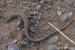 Ablepharus deserti