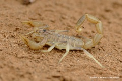 Anomalobuthus sp.
