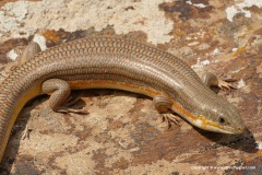 Eumeces schneiderii