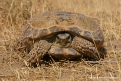 Testudo horsfieldii