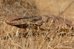 Varanus caspius