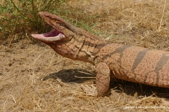 Varanus caspius