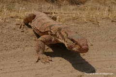 Varanus caspius