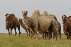 Camelus bactrianus
