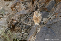 Athene noctua