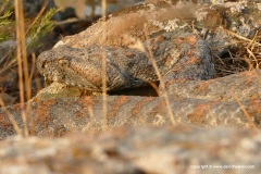 Macrovipera lebetina turanica