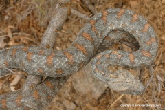 Macrovipera lebetina turanica
