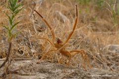 Soliphuga sp.