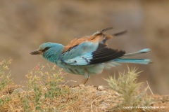Coracias garrulus