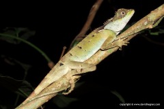 Acanthosaura lepidogaster