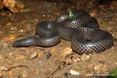 Achalinus spinalis