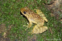 Amolops ricketti