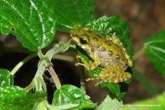 Amolops ricketti