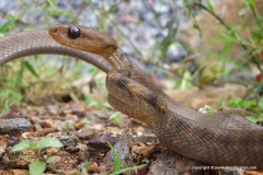 Boiga guangxiensis