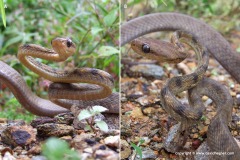 Boiga guangxiensis