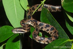 Boiga multomaculata