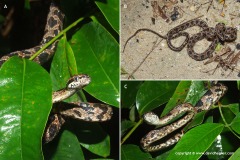 Boiga multomaculata