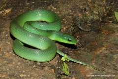 Cyclophiops major