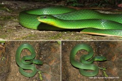 Cyclophiops major