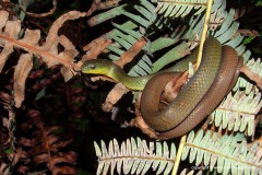 Cyclophiops multicinctus