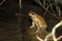 Duttaphrynus melanostictus