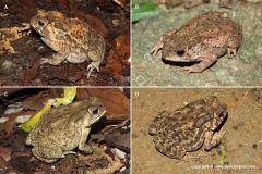 Duttaphrynus melanostictus
