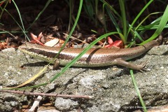 Eutropis longicaudata