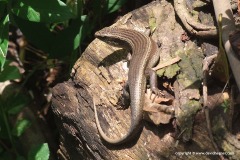 Eutropis multifasciata