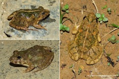 Fejervarya limnocharis