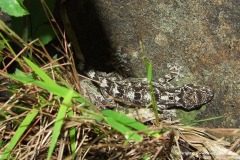 Gekko palmatus