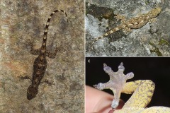 Gekko palmatus